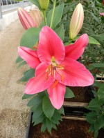 [5397 Zagata VZ No01.JPG]